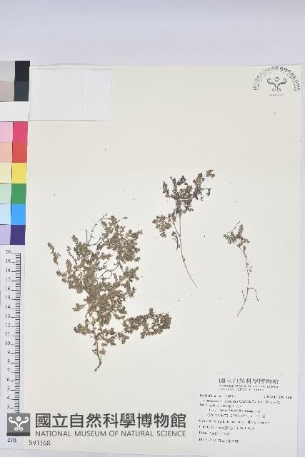 臺西大戟藏品圖，第1張