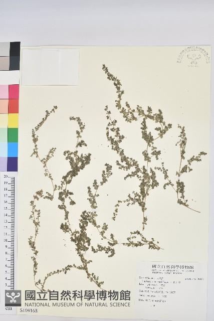 Accession Number:S109168 Collection Image
