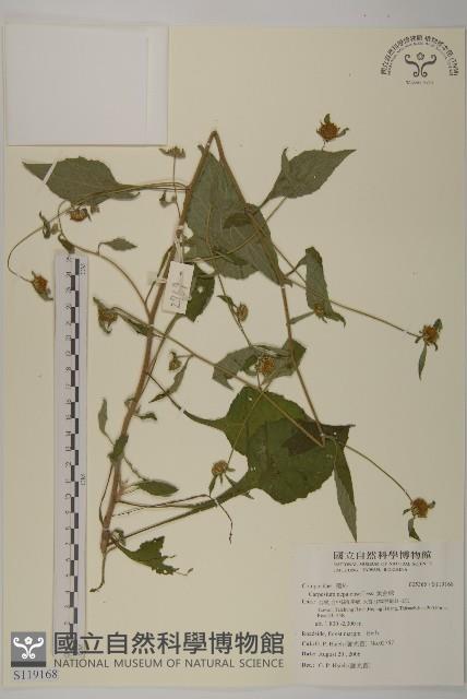 黃金珠藏品圖，第1張