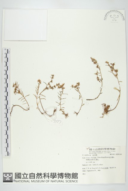 登錄號:S059168藏品圖，第1張