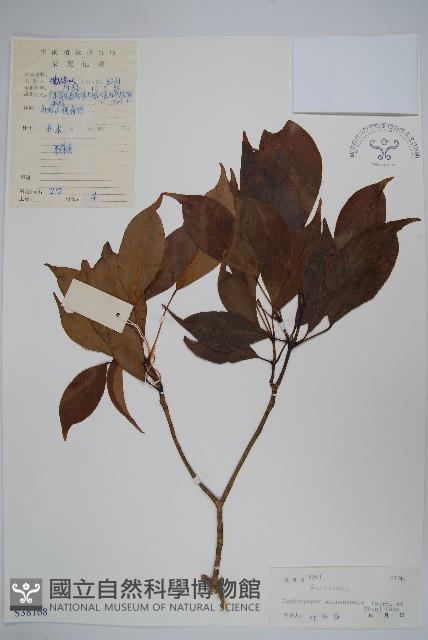 海南杞李參藏品圖，第1張