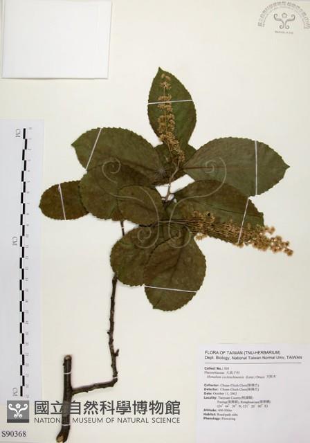 天料木藏品圖，第1張