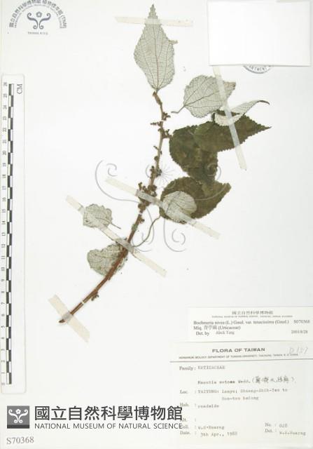 青苧麻藏品圖，第1張