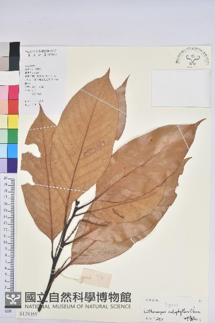 美葉石櫟藏品圖，第1張