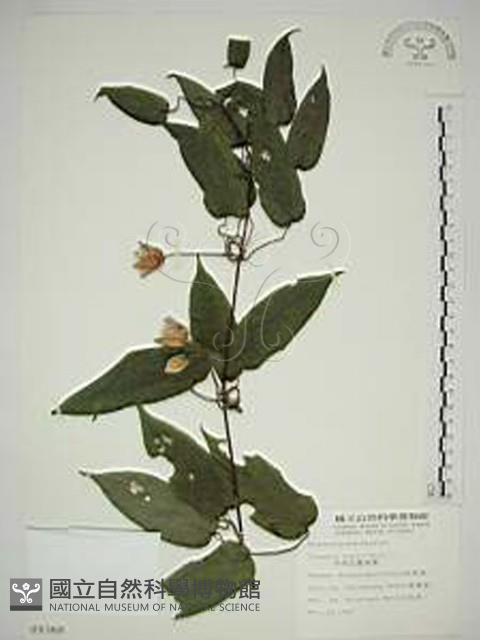 亨利氏鐵線蓮藏品圖，第1張