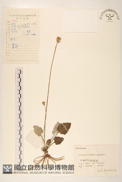 大丁草藏品圖，第1張