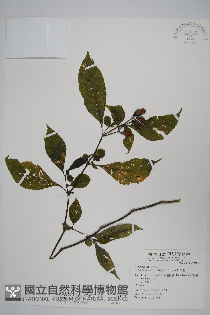 腺萼馬藍藏品圖，第1張