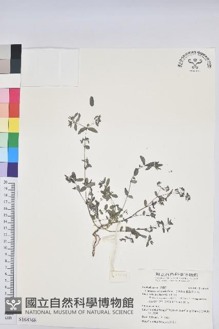 假紫斑大戟藏品圖，第1張