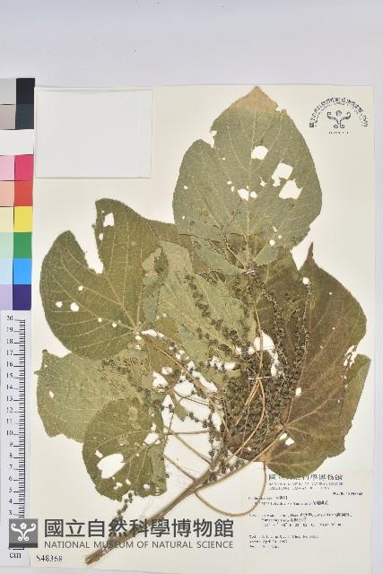 花蓮鐵莧、臺東鐵莧藏品圖，第1張