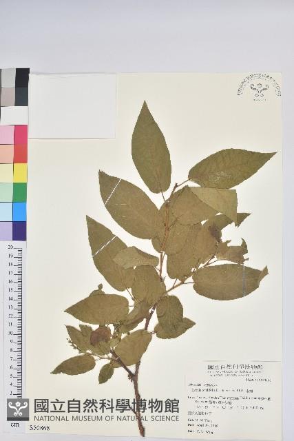 南燭藏品圖，第1張