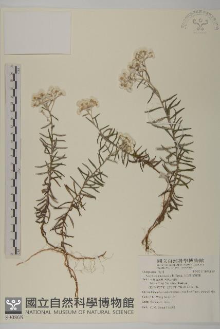 玉山抱莖籟簫藏品圖，第1張