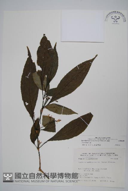 腺萼馬藍藏品圖，第1張