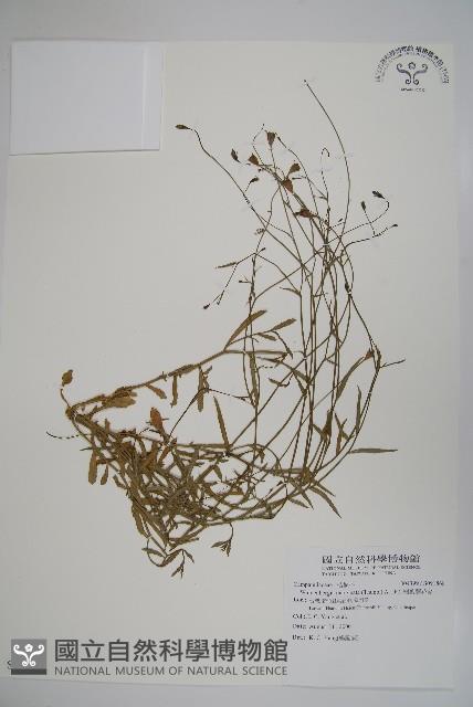 細葉蘭花參藏品圖，第1張