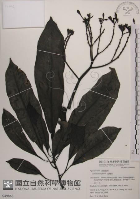 海檬果藏品圖，第1張