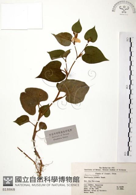 臭腥草、蕺菜藏品圖，第1張