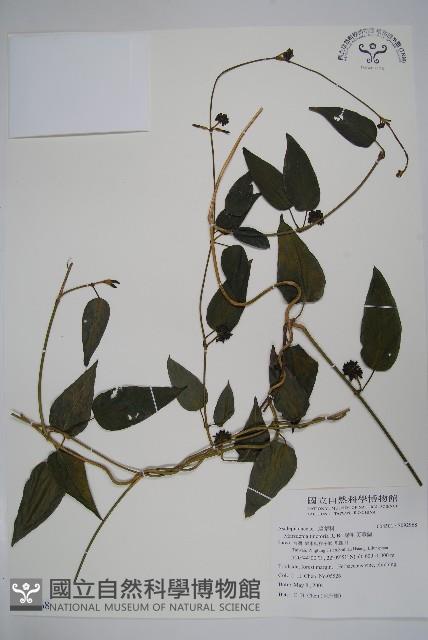 絨毛芙蓉蘭藏品圖，第1張