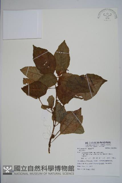 登錄號:S082968藏品圖，第1張