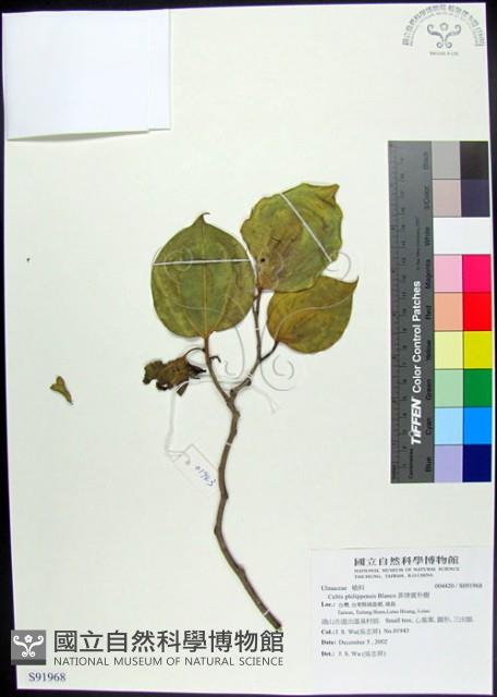 菲律賓朴樹藏品圖，第1張