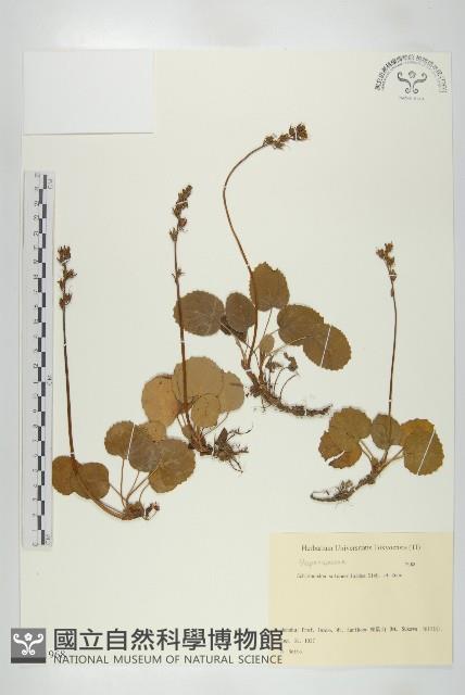 登錄號:S081968藏品圖，第1張