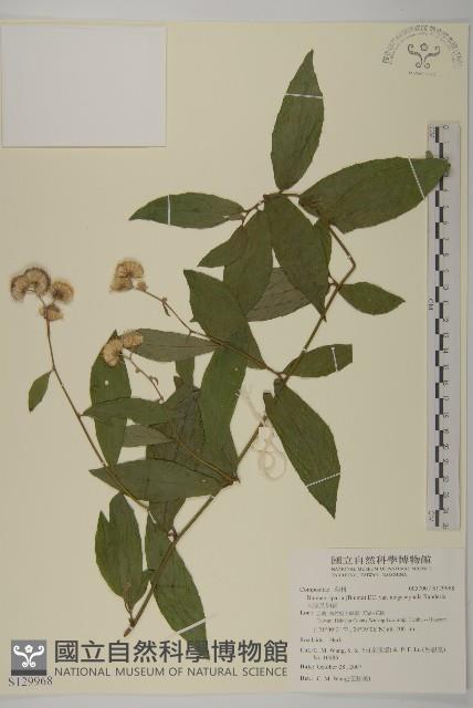 大頭艾納香藏品圖，第1張