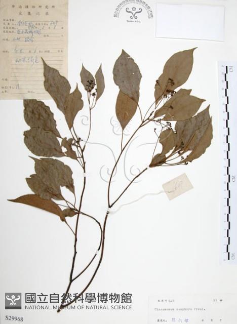 樟樹藏品圖，第1張