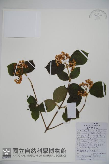 南方莢迷藏品圖，第1張