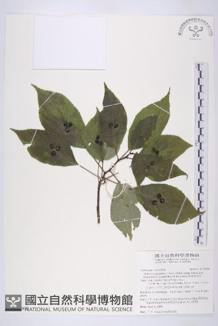 Helwingia Collection Image, Figure 1, Total 2 Figures