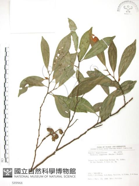 烏心石藏品圖，第1張