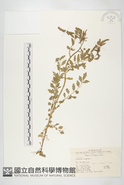 水花菜藏品圖，第1張