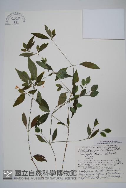 登錄號:S048968藏品圖，第1張