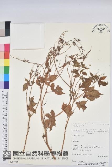 登錄號:S080568藏品圖，第1張