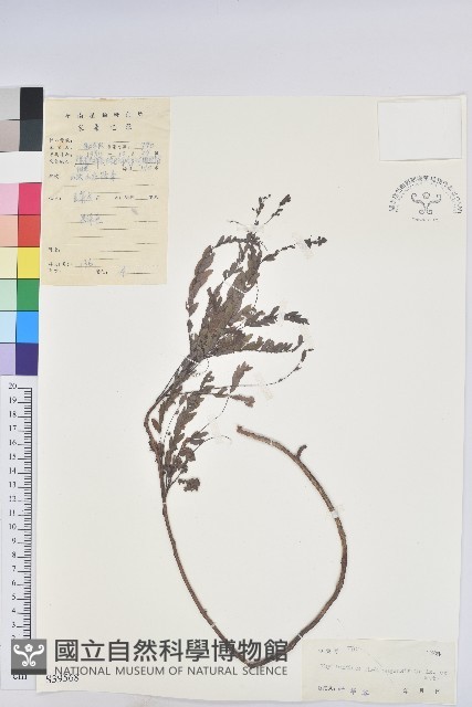 登錄號:S039568藏品圖，第1張