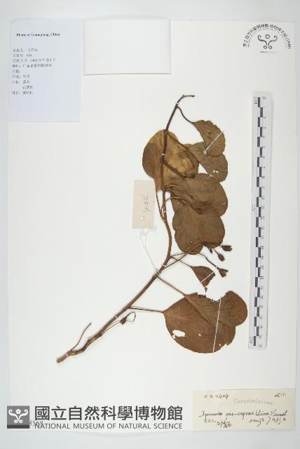 登錄號:S128568藏品圖，第1張