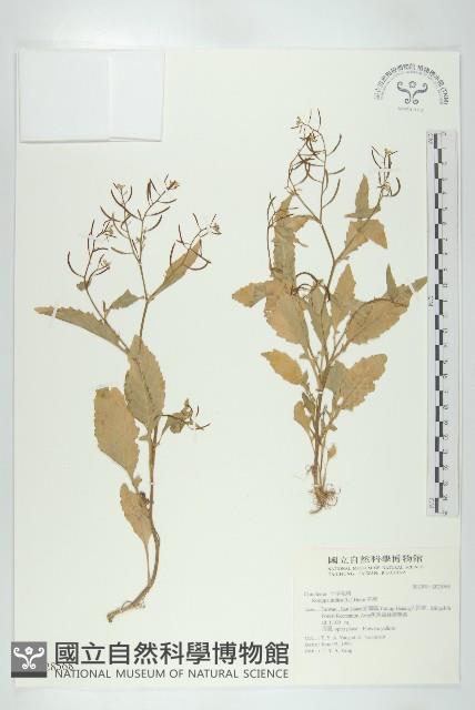 葶藶藏品圖，第1張