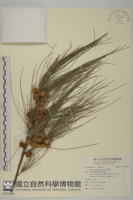 木麻黃藏品圖，第1張