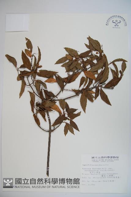 狹葉莢迷藏品圖，第1張