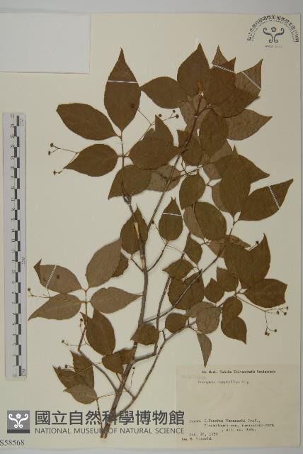 垂絲衛矛藏品圖，第1張