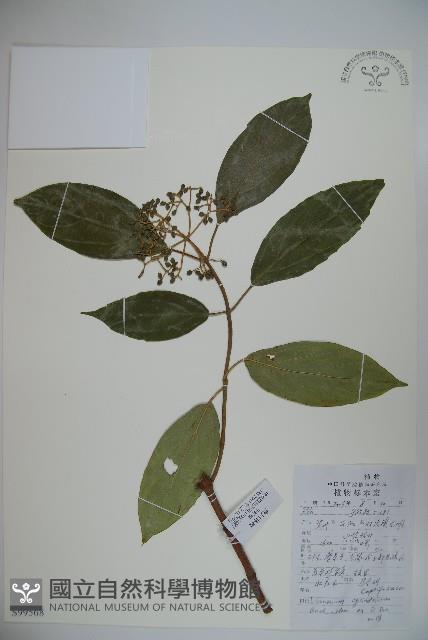 昆明櫻藏品圖，第1張