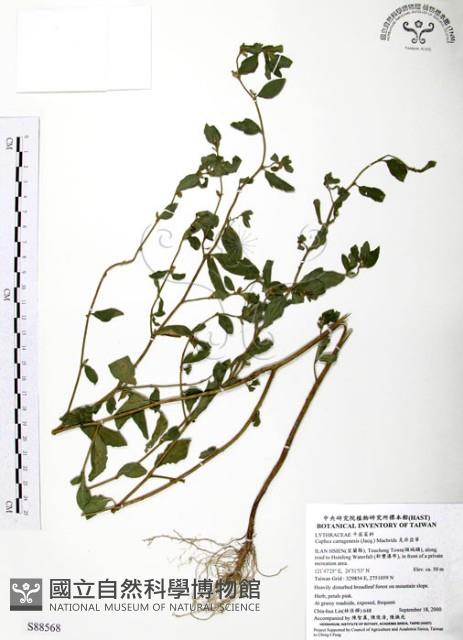 克非亞草藏品圖，第1張