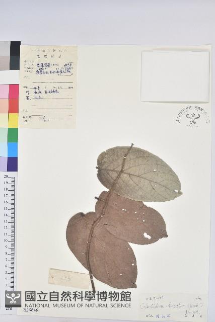 赤血仔、厚葉算盤子藏品圖，第1張