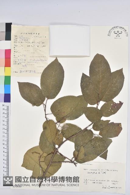 白木烏臼藏品圖，第1張