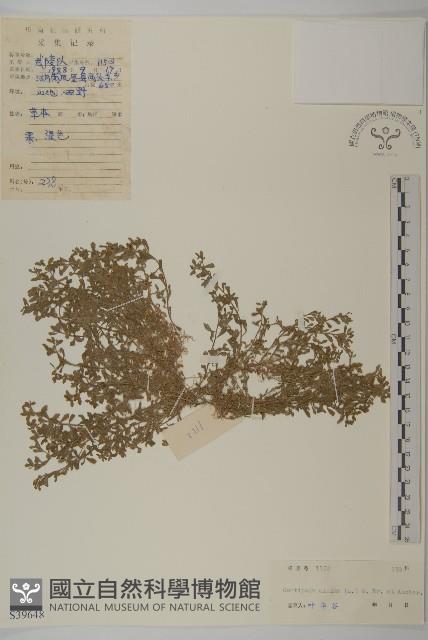 石胡荽、吐金草藏品圖，第1張