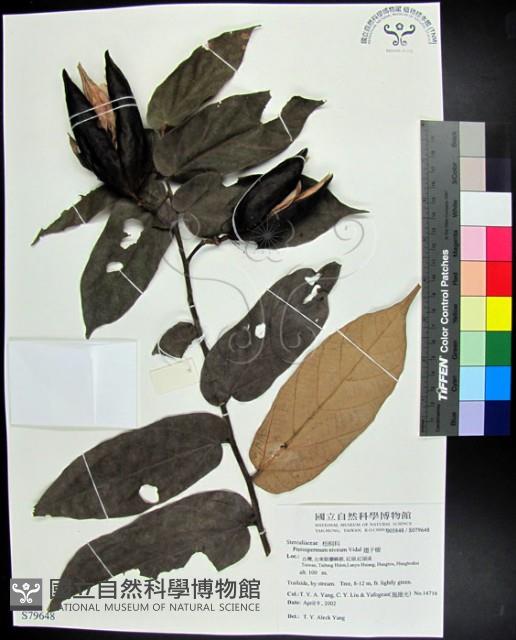 翅子樹、裡白翅子樹、臺灣翅子樹藏品圖，第1張
