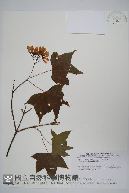 青楓藏品圖，第1張