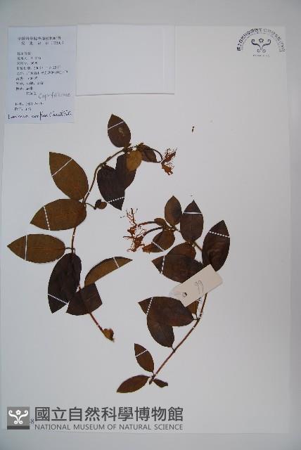 山銀花藏品圖，第1張