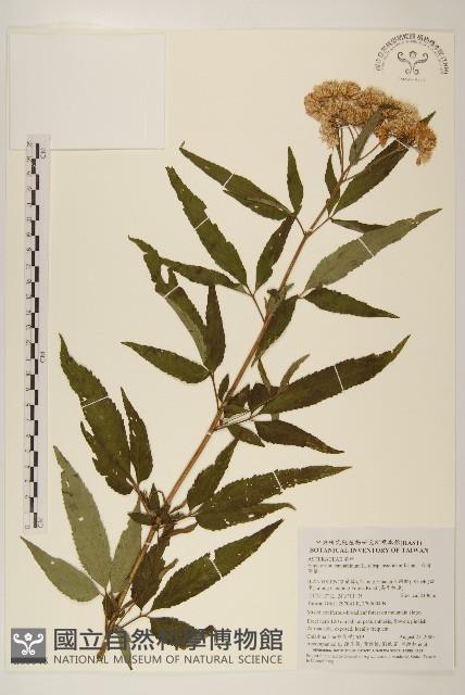 台灣澤蘭藏品圖，第1張