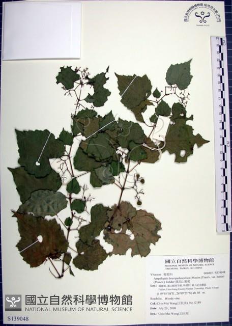 漢氏山葡萄藏品圖，第1張