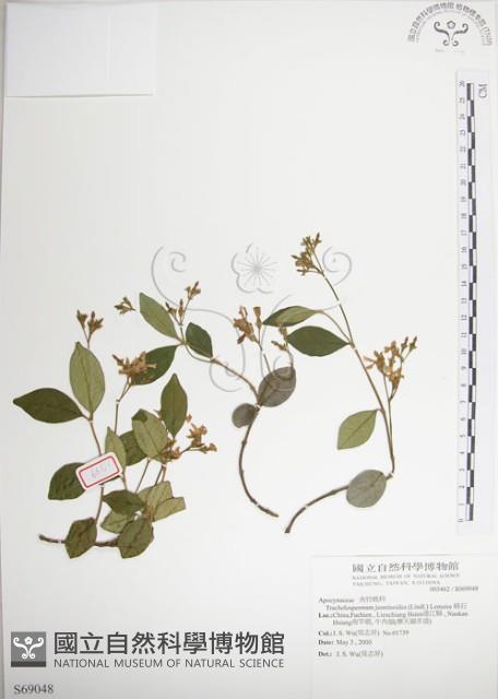 絡石藏品圖，第1張