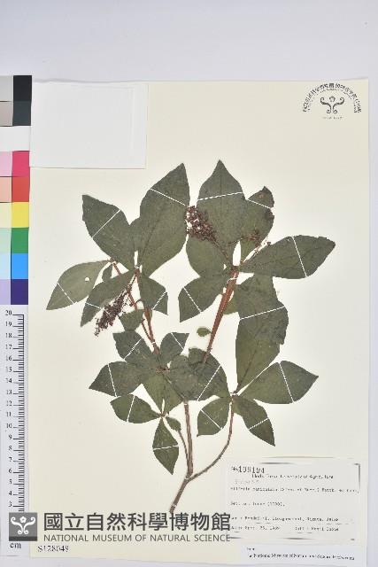 登錄號:S128048藏品圖，第1張