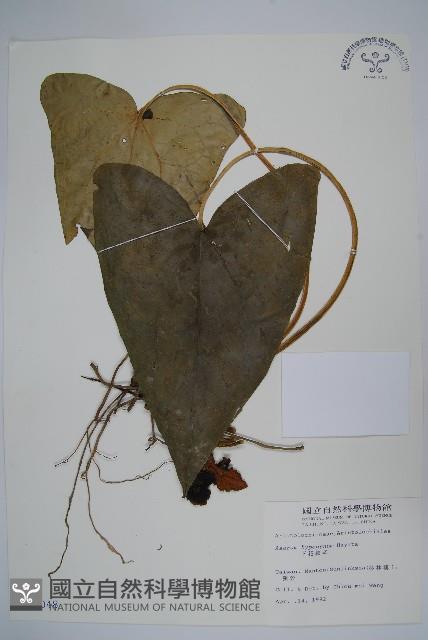 下花細辛藏品圖，第1張